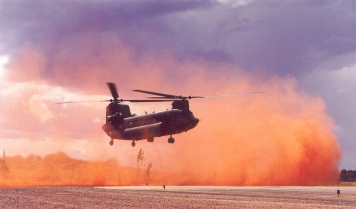 Australian Chinook.